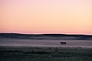 Cow in field at dawn, Great Sand Hills, Saskatchewan