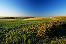 Great Sand Hills, Saskatchewan