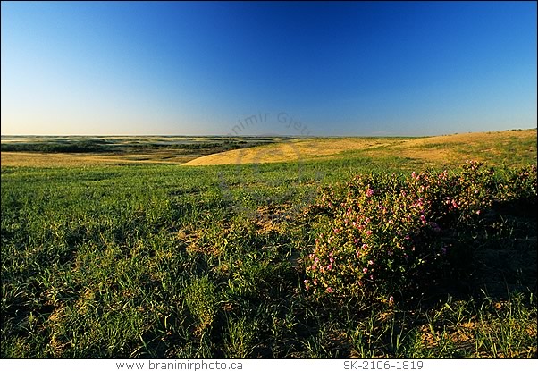 Prairie landscape with wild roses, Great Sand Hills, Saskatchewan