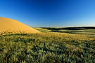 Prairie landscape with sand dunes, Great Sand Hills, Saskatchewan