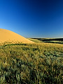 Prairie landscape with sand dunes, Great Sand Hills, Saskatchewan