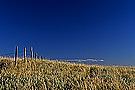 Prairie field with barbed wire fence, Great Sand Hills, Saskatchewan