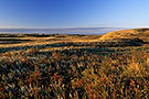 Field with wild roses at sunrise, Great Sand Hills, Saskatchewan