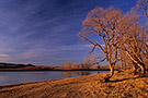 Cottonwood trees along South Saskatchewan River