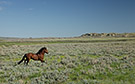 stallion in pasture, Grasslands NP