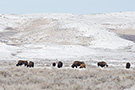 Herd of bison in Grasslands National Park, Saskatchewan