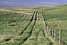 Tire tracks in prairie, Cypress Hills, Saskatchewan