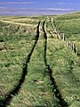 Tire tracks in prairie, Cypress Hills, Saskatchewan