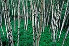 Aspen trees, Prince Albert NP, Saskatchewan