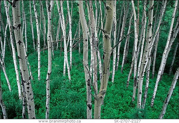 Aspen trees, Prince Albert National Park