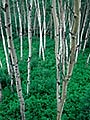 Aspen trees, Prince Albert NP, Saskatchewan