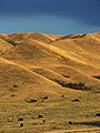 Cattle in a field, Cypress Hills, Saskatchewan