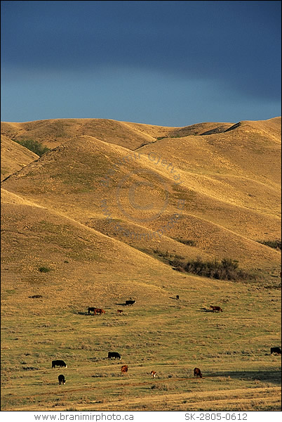 cattle in field after a storm, Cypress Hills