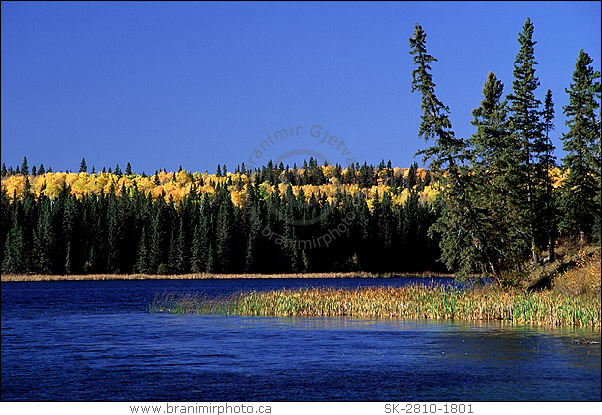 Trees by lake in Autumn, Prince Albert Natl. Park