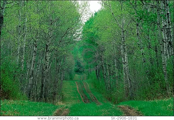 Path through aspen forest, Prince Albert National Park