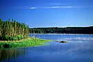 evergreen trees by Prince Albert National Park