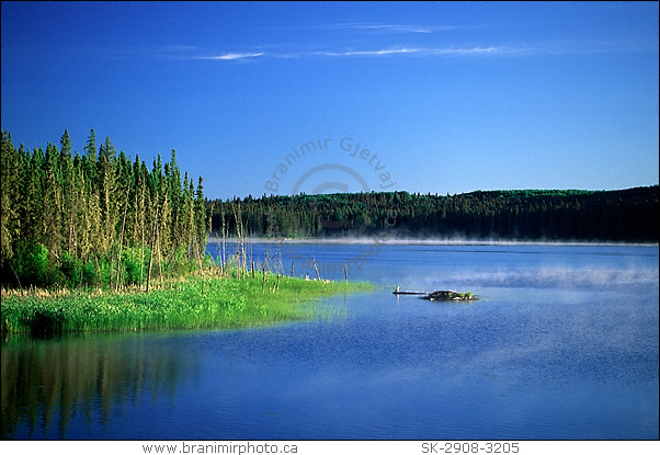 Evergreen trees by lake, Prince Albert Natl. Park