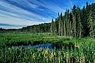 boreal forest, Prince Albert National Park
