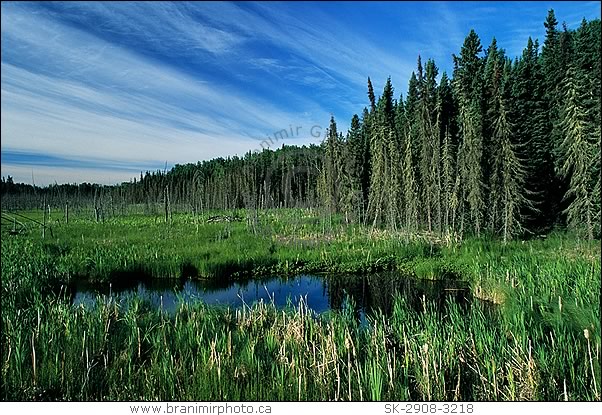 Evergreen trees and marsh, Prince Albert Natl. Park