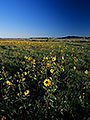 field with wildflowers, Grasslands National Park