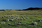 field with flowers, Grasslands National Park, West Block