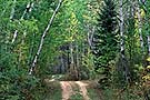 path through aspen forest, Prince Albert NP