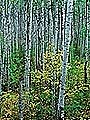 Aspen trees in autumn, Prince Albert NP