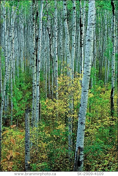 Trees In Saskatchewan