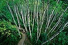 people walking through aspen forest, Prince Albert NP