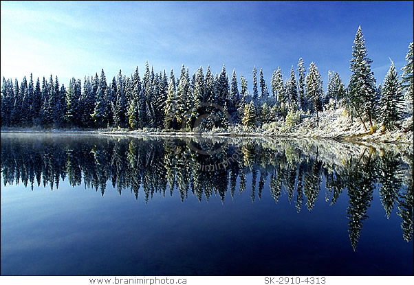 Snow covered trees reflecting in Opal Lake