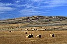 Hay balls in a field, Maple Creek