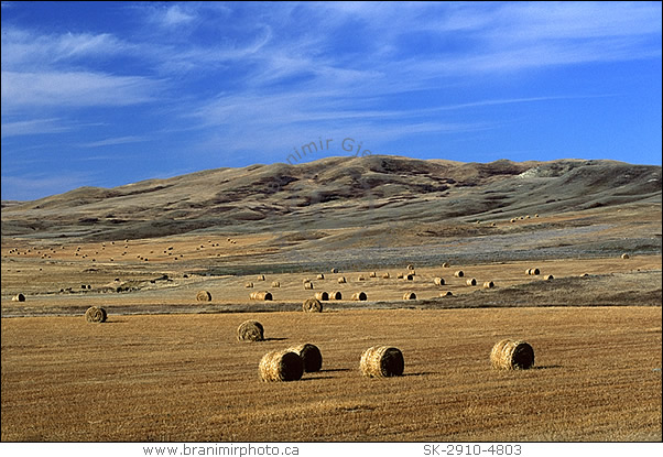 Hay bales in field, Maple Creek, Saskatchewan