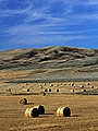 Hay bales in a field, Maple Creek