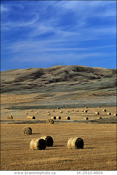 Hay bales in field, Maple Creek, Saskatchewan