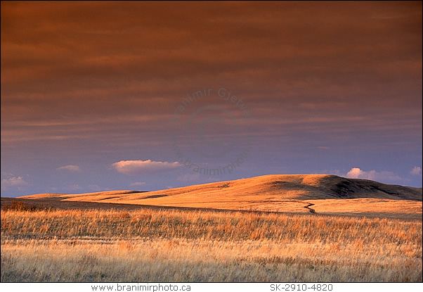 Prairie at sunset, Great Sand Hills, Saskatchewan