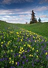 wildflowers in Cypress Hills, Saskatchewan