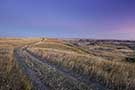 Grasslands National Park - Winding trail through prairie at dawn