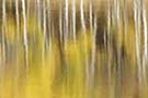 Autumn colours in aspen forest (reflection), Cypress Hills