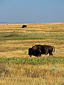 Bizon grazing in the prairie, Theodore Roosevelt NP