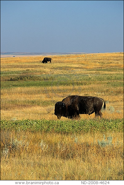 Bison grazing in the prairie, Theodore Roosevelt National Park