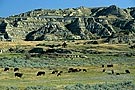 Herd of bizon in badlands, Theodore Roosevelt National Park