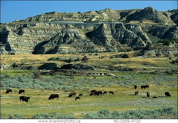 Herd of bison grazing in the badlands, Theodore Roosevelt NP