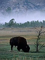 Bizon in morning fog, Theodore Roosevelt National Park