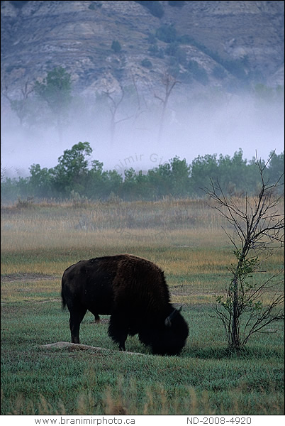 Bison grazing, Theodore Roosevelt National Park