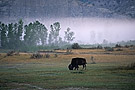 Bizon in morning fog, Theodore Roosevelt National Park