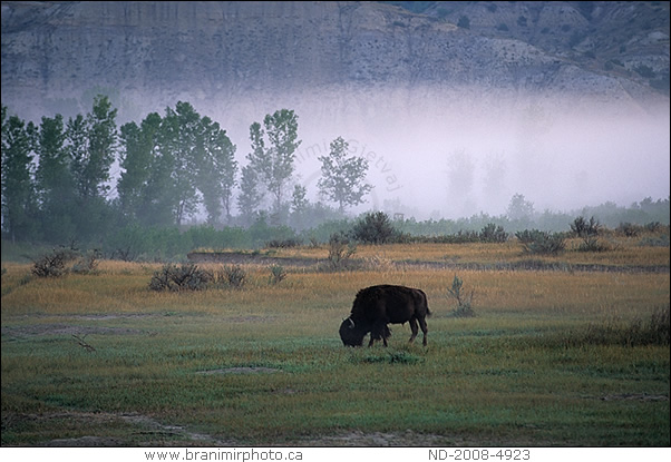 bison grazing , morning fog, Theodore Roosevelt NP