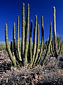 Organ Pipe Cactue NAtional Monument, Arizona