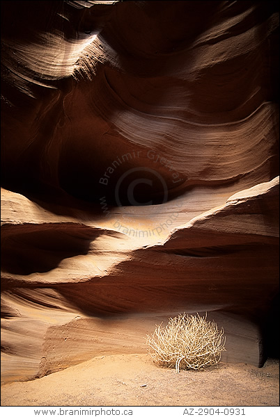 tumbleweed, Antelope Canyon, Arizona