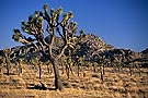 Joshua Tree National Park, California