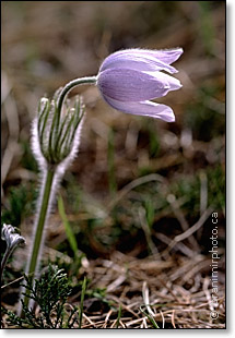 crocus, 90 mm macro lens at f/4